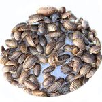 50 Small Dubia Roaches (4-10mm) - Reptile Live food - Order by 12pm Same day 1st Class Shipping