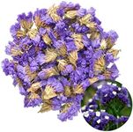 TooGet Flower Petals and Buds Forget-me-not Bulk Flower to Make Sachets, Potpourris, Flowers DIY, Candle Making, Wedding Decoration, for All Kinds of Flowers Crafts - 2 OZ