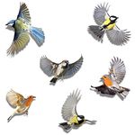 imaggge.com Set of 6 Birds Stickers - for Every Surface - Decorative on Wall, Preventing Child and Birds Strikes on Window Glass - Translucent/Colored on Both Sides