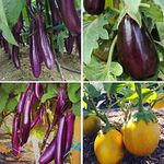 Long Purple Eggplant - Solanum melongena 'Long Purple' Vegetable Seeds, Also Known as Long Purple Aubergine Home Garden Planting by Heirloom Garden, 20 Seeds