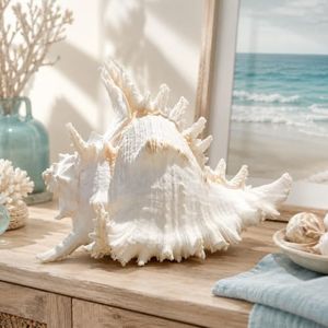 Natural Conch Shell, Real Large Conch Shell, Sea Shells for Vase Filler, Outdoor Shells, Air Plants, Beach Theme, Nautical Home Decor, Wedding Decor, Beach Theme Party, Aquarium Decoration 7.5-8.5''