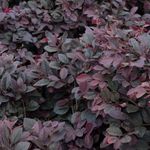 Hug A Plant | Loropetalum/Chinese Fringe Bush plant Ornamental/Flowering Live Plant (Home & Garden)