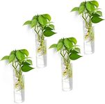 Vumdua 4 Pack Glass Planters, Clear, 5.9 in H x 1.85 in D, Suitable for Most Water Plants, Perfect for DIY Propagation Station, Easy to Install, Elegant and Functional