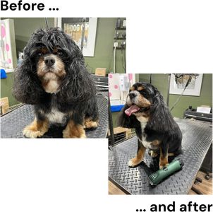 MASTERCLIP Cordless Dog Clipper – Rechargeable Pet Grooming Tool