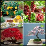 Creative Farmer Seeds Combo Bonsai Suitable Tree : Japanese Maple, Sakurakaia, Lemon Fruit, Grape Fruit Bonsai For Gardening