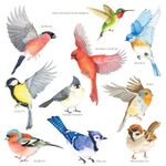 DECOWALL CDS2-9001 10 Beautiful Garden Birds Static Cling Window Stickers Reuseble for Prevent Glass Clings Flying Anti Collision Bird Strike Window Decals - Double Sided Print