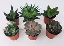 6 x Aloe Vera - Succulent Plant Mix