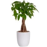 Costa Farms Money Tree, Pachira, Medium, Ships in Premium Ceramic Planter, 16-Inches Tall