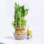 Ugaoo Lucky Bamboo 3-Layer Feng Shui Plant with Lucky Bamboo Liquid Fertilizer