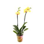 Phalaenopsis Orchid Double Stem Yellow Houseplant 12cm Pot - 40-50cm Tall exc Pot (Live Plants)