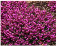 [x4] Heather Erica Carnea 'Myretoun Ruby' | Multi-Pack | Evergreen Shrubs | Pot Plants