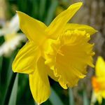 King Alfred Yellow Trumpet Daffodil Bulbs 3kg net (35 Bulbs Approx in Each Pack.) for Planting Now in Gardens, Making Beautiful Borders & Beds - by Jamieson Brothers