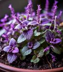 Gebdinsh Garden® Imported Catnip Herbs Seeds For Your Kitchen Garden (Pack Of 100 seeds)