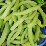 Desi Kakri Seed, Long Melon Seeds (50 Seeds) Kakdi Seed | Summer Vegetable Seeds | Long Cucumber Seeds | Home Garden Seeds