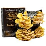 Urban Farm-It Mushroom Growing Kit (XL Gold) | Gardening Gifts for Women, Men & Kids | With Voucher to Claim Living Spawn Separately for Better Yield | Fun, Easy to Use & Delicious to Eat