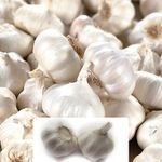 2 Garlic White Casablanca Bulbs - Perfect for Your Kitchen Garden - Specially Cultivated for UK Climate Conditions