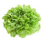 Salad Plants - Lettuce 'Cut and Come Again' - 8 x Large Plug Plant Pack - Lettuce Plug Plants - Outdoor Garden Ready Plants - Lettuce Plants - Garden Ready Plants - Premium Quality Plants