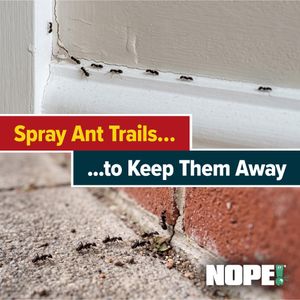 NOPE! Ant Killer Spray 500ml – Fast Acting, Long-Lasting Indoor/Outdoor