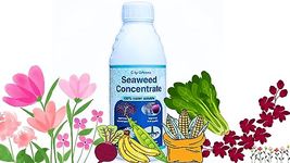 City Greens Organic Concentrated Liquid Seaweed Fertilizer for Over-All Plant Growth - 300ml (Last More Than 8 Months) - Micronutrient for Hydroponics, Indoor & Outdoor Plants.