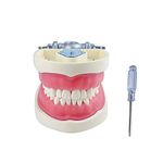 YOUYA DENTAL TM-022 Teaching Study Tools Typodont Articulated Anatomy Model with 32 Removable Teeth…