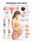 Pregnancy and Birth