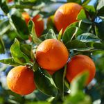 YouGarden Mandarin Citrus Fruit Tree in 4L Pot, Supplied 70-90cm Tall, Exotic Orange Tree for UK Gardens, Perfect for Pots, Patios and Garden, Grow Your Own Fruit