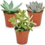 GardenersDream 3 Different Succulent Plants - Real Indoor Plants for Desks, Shelves, and Windowsills - Healthy and Lively Air Purifying Plants - Great Gifts for Plant Lovers (5–25 cm)