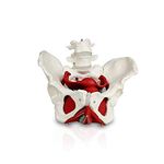 Science Resource E08240 Female Pelvis with Organs | Pelvic Floor Muscles and Reproductive Organs | Removable Organs Include Uterus, Colon and Bladder | Includes Detailed Instruction Manual