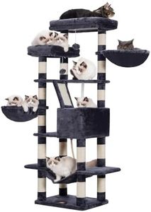 Heybly Cat