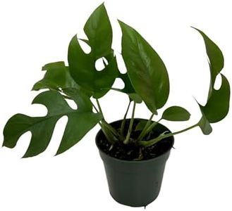 Mini Monstera Plant Live - Rare Rhaphidophora Tetrasperma with 4 Inch Pot - Easy to Care and Grow Indoor Houseplants for Home Office Wedding Decor & Birthday Gift