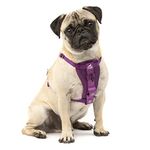 Kurgo Tru-Fit Enhanced Strength Dog Harness - Crash Tested Car Safety Harness for Dogs, No Pull Dog Harness, Includes Pet Safety Seat Belt, Steel Nesting Buckles (Deep Violet, Small)