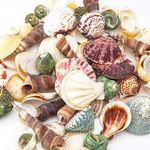 HAKACC Sea Shell Set, 50-70 PCS Assorted Natural Shells for Crafting Vase Fillers Party Home Seaside Decorations