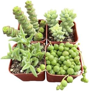 Sprout N G