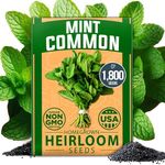 Home Grown Premium Common Mint Seeds (Bulk Pack) 1800 Non-GMO Heirloom Herb Seeds, USA Sourced | Ideal for Planting Outdoors or Indoors for a Fresh Mint Tea Garden (Mentha spp)