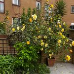 Yellow Golden Climbing Rose Bush in 2 Litre Pot - Climber Garden Plant Ready for Planting - Excellent for Walls, Pillars Trellises and Arches