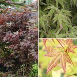 You Garden - Japanese Maple Acer Trees Shrubs, Pack of 3 Established Plant Varieties in 10.5cm Pots, Autumn Colour, Deciduous Plants