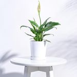 UGAOO Table Top Ceramic Pot |Indoor Ceramic Planter for Home, Office, Garden, Balcony - White (4 Inch)