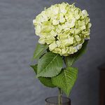 PURE HOME + LIVING Green Hydrangea Faux Flower with Leaf with Long Stem & Leaves for Home Decor Party Floral Arrangements Wedding Bouquets Centerpieces,(Height-80CM) Pack of 1