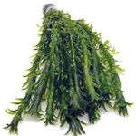 12 ELODEA DENSA - XL Bunch Oxygenating Weed Live Pond Plant Water Aquarium Aquatic Plants Egeria k2aqua