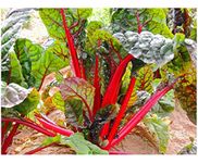 PREMIER SEEDS DIRECT Swiss Chard - Ruby RED - 300 Seeds