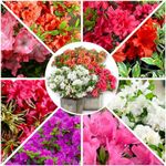 [x8] Dwarf Japanese Azalea Collection | Variety-Pack | Evergreen Shrubs | Pot Plants