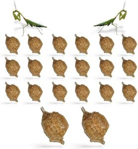 USMANTIS Praying Mantis Ootheca Egg Case (Twenty Egg Case) - Beneficial for Stem Education and Gardening, Each Egg Case Produces Approximately up to 400 Baby Nymphs (T Sinensis)