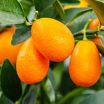 Nagami Kumquat Tree Live Plant, Grafted Kumquat Tree Live, Edible Fruit, Mature Live Kumquat Plant, 2 Feet Tall, Gallon Pot, Can't Ship to CA