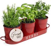 Barnyard Designs Farmhouse Herb Garden Planter Indoor Planter Set with Tray or Outdoor Apartment Window Planter Box, Windowsill Planter Box, Indoor Herb Planter Garden Pots Herb Pots, Red, Set/3