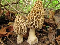 Seeds4planting - Spores Morel Mushrooms Mycelium Spawn Substrate Seeds Non GMO for Planting