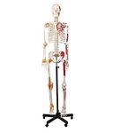 Anatomical Human Muscular Skeleton Model, w/Ligament, Numbered, Life Size 170cm