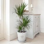 You Garden - Dracaena Marginata 3 stem 60/30/15cm in 24cm Pot 1.3M Tall - Dragon Tree Houseplant for Homes & Office - Indoor Trees Easy to Care for - Large Trees for Homes