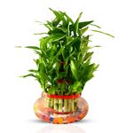 JESAA GREENS 3 Layer Bamboo Live Indoor Plant | Lucky Bamboo | Feng Shui Plant | With Round Glass Vase For Living Room, Table Corner, Balcony, Bedroom, Office Home Decoration | Set of 1