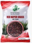 SRI SAI FORESTRY Red Napier Grass Seeds - 250G