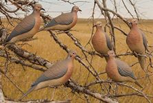 Avery Outdoors Hunting Gear Mourning Doves (1/2 Dozen)